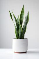 Photo of ornamental plant in minimalist pot as houseplant for home decoration isolated on white background. Generative AI