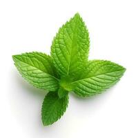 Photo of Mint leaf isolated on white background