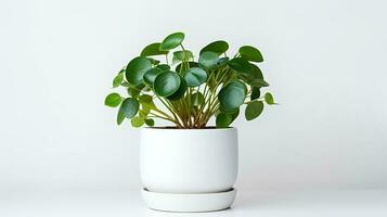 Photo of Peperomia in minimalist pot as houseplant for home decoration isolated on white background. Generative AI