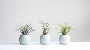 Photo of ornamental plants in minimalist pot as houseplant for home decoration isolated on white background. Generative AI