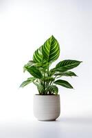 Photo of Calathea orbifolia in minimalist pot as houseplant for home decoration isolated on white background. Generative AI