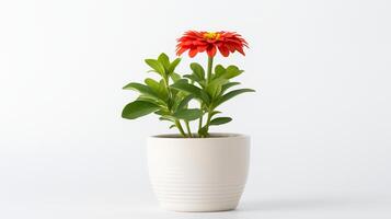 Photo of Zinnia in minimalist pot as houseplant for home decoration isolated on white background.