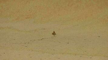 Krabbe kriechen auf das Sand beim das Strand. exotisch warnen Tier im Lebensraum video