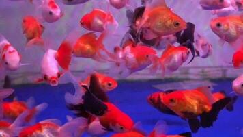 Many goldfish swimming in fish tank together video