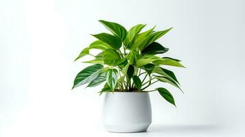 Photo of anubiasin minimalist pot as houseplant for home decoration isolated on white background. Generative AI