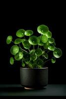 Photo of Pilea peperomioides in minimalist pot as houseplant for home decoration isolated on black background. Generative AI