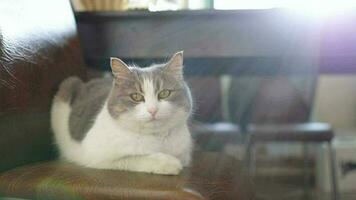 een huiselijk kat zit Aan een stoel in de appartement en koestert zich in de zon. video