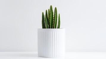 Photo of Organ pipe cactus in minimalist pot as houseplant for home decoration isolated on white background. Generative AI