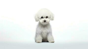 Photo of a poodle dog on white background. Generative AI