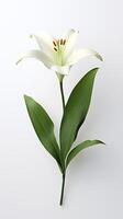 Photo of one stalk of lily flower isolated on white background. Generative AI