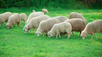 fokken schapen in de boerderij. begrazing vee Aan de gazon. video