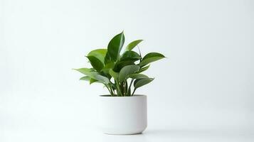 Photo of anubiasin minimalist pot as houseplant for home decoration isolated on white background. Generative AI