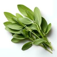 Photo of Green sage isolated on white background