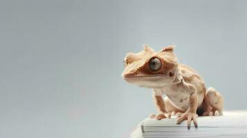 Photo of a Gecko on white background. Generative AI