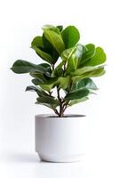 Photo of Ficus lyrata in minimalist pot as houseplant for home decoration isolated on white background. Generative AI