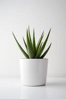 Photo of aloe vera in minimalist pot as houseplant for home decoration isolated on white background. Generative AI