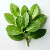 Photo of Green sage isolated on white background