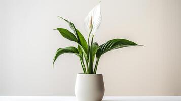 Photo of Peace Lily in minimalist pot as houseplant for home decoration isolated on white background.