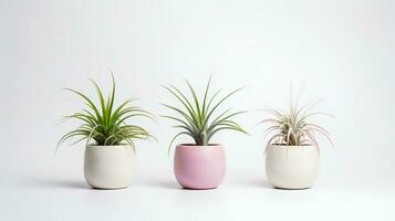 foto de ornamental plantas en minimalista maceta como planta de casa para hogar decoración aislado en blanco antecedentes. generativo ai