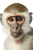 Close up photo of Vervet Monkey . Generative AI