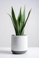 Photo of ornamental plant in minimalist pot as houseplant for home decoration isolated on white background. Generative AI