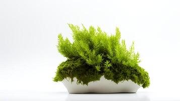 Photo of Java Moss in minimalist pot as houseplant for home decoration isolated on white background.