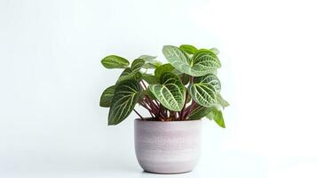 Photo of Fittonia in minimalist pot as houseplant for home decoration isolated on white background. Generative AI