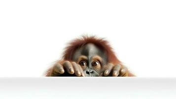 Photo of a orangutan on white background