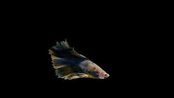 Action and movement of Thai fighting fish on a black background video