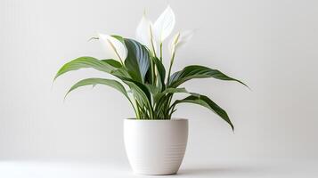 Photo of Peace Lily in minimalist pot as houseplant for home decoration isolated on white background.