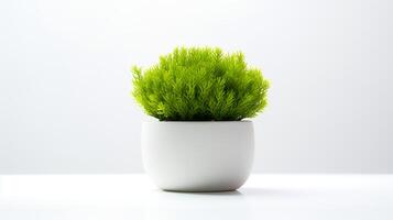 Photo of Java Moss in minimalist pot as houseplant for home decoration isolated on white background.