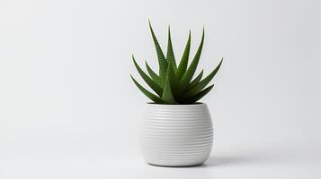 foto de haworthia en minimalista maceta como planta de casa para hogar decoración aislado en blanco antecedentes. generativo ai