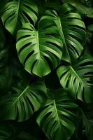 Photo of close-up monstera leafs on black background. Generative AI