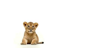 Photo of a lion on white background. Generative AI