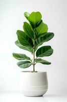 Photo of Ficus lyrata in minimalist pot as houseplant for home decoration isolated on white background. Generative AI