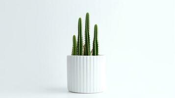 Photo of Organ pipe cactus in minimalist pot as houseplant for home decoration isolated on white background. Generative AI