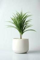 Photo of Dracaena marginata in minimalist pot as houseplant for home decoration isolated on white background. Generative AI