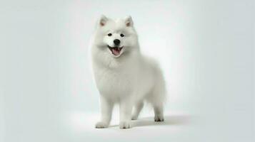 foto de un Samoyedo en blanco antecedentes. generativo ai