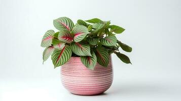Photo of Fittonia in minimalist pot as houseplant for home decoration isolated on white background. Generative AI