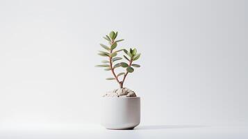 Photo of Lithop in minimalist pot as houseplant for home decoration isolated on white background.