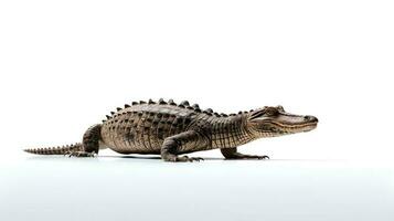 Photo of a crocodille on white background