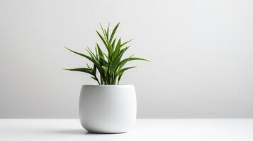 Photo houseplant in minimalist pot for home decoration.