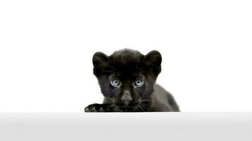 Photo of a panther on white background