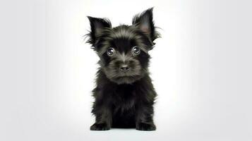 Photo of a Affenpinscher dog on white background. Generative AI
