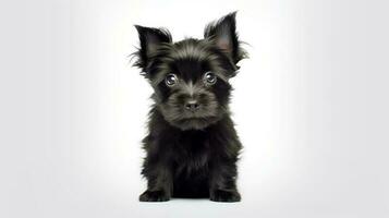 foto de un affenpinscher perro en blanco antecedentes. generativo ai