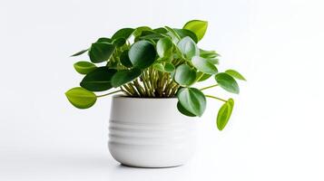 Photo of Peperomia in minimalist pot as houseplant for home decoration isolated on white background. Generative AI