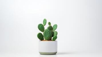Photo of Prickly pear in minimalist pot as houseplant for home decoration isolated on white background.