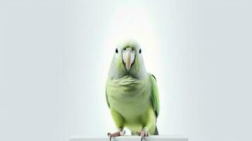 Photo of a Parakeet on white background. Generative AI