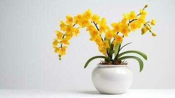 Photo of Oncidium in minimalist pot as houseplant for home decoration isolated on white background. Generative AI