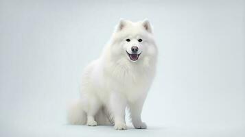 Photo of a samoyed on white background. Generative AI